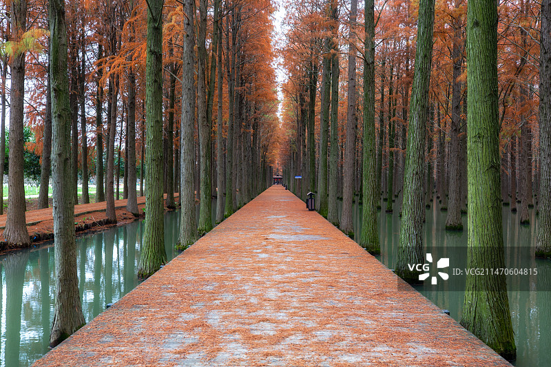 仙桃梦里水乡水杉图片素材