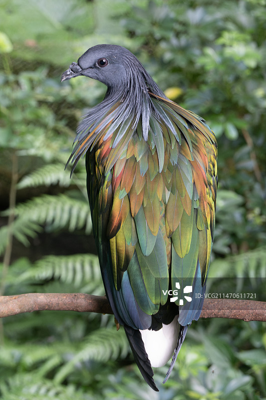 台北动物园绿蓑鸠正在树枝上站立图片素材