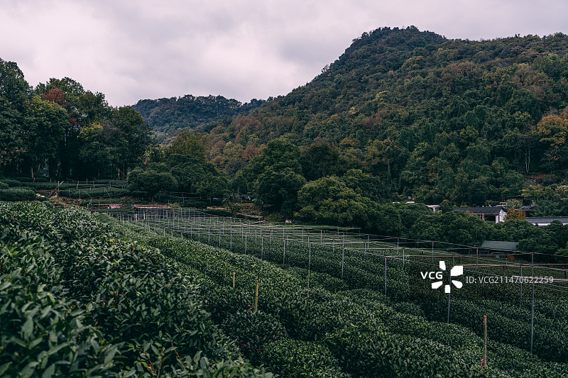 满陇桂雨图片素材