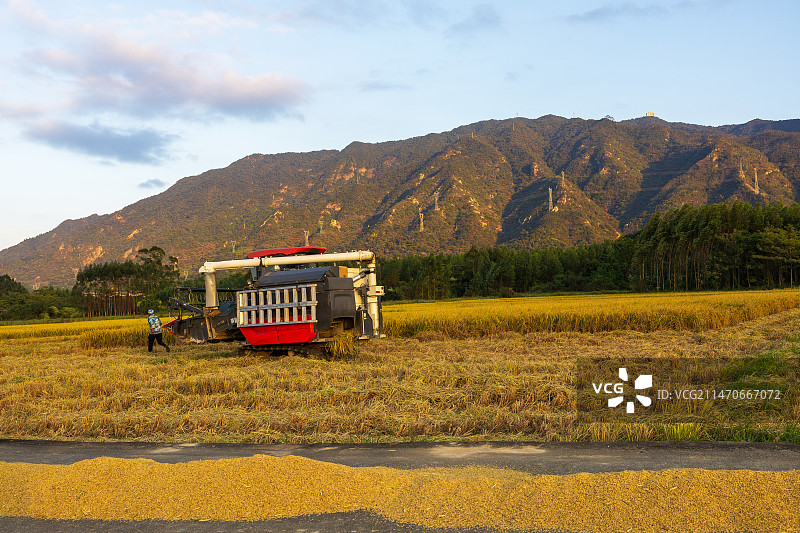 稻谷收割图片素材