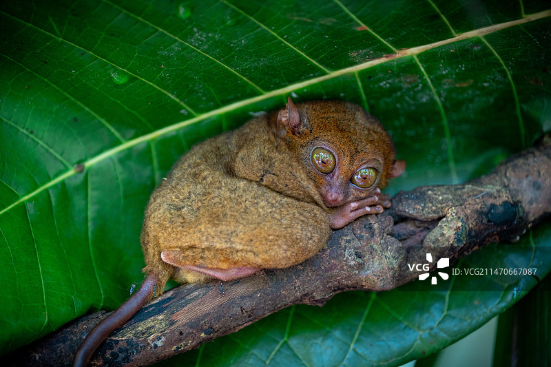 菲律宾薄荷岛的眼镜猴图片素材