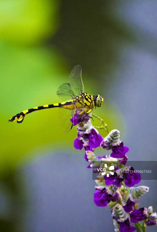 蜻蜓图片素材