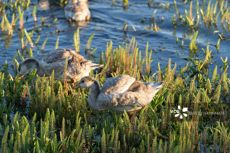 国家保护动物斑头雁图片素材
