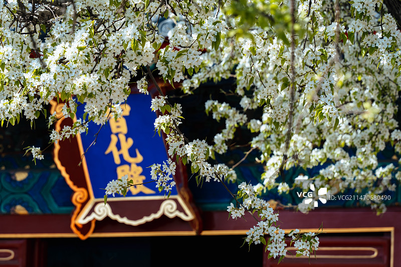 北京智化寺古建筑与梨花图片素材