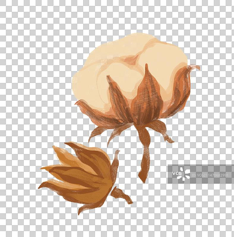 手绘成熟的棉花插画图片素材