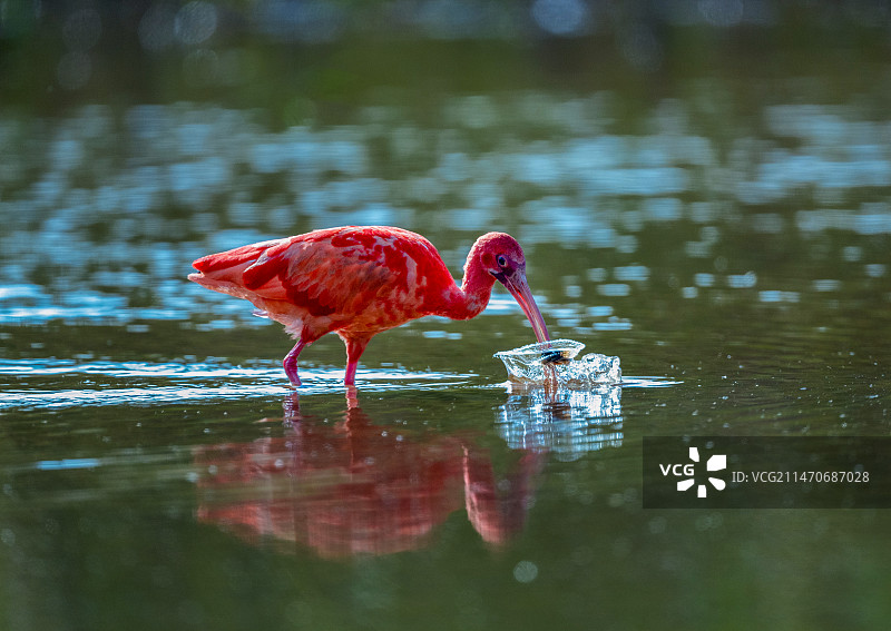 红鹮觅食（中国 广西）图片素材