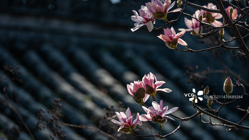 汉中古旱莲图片素材