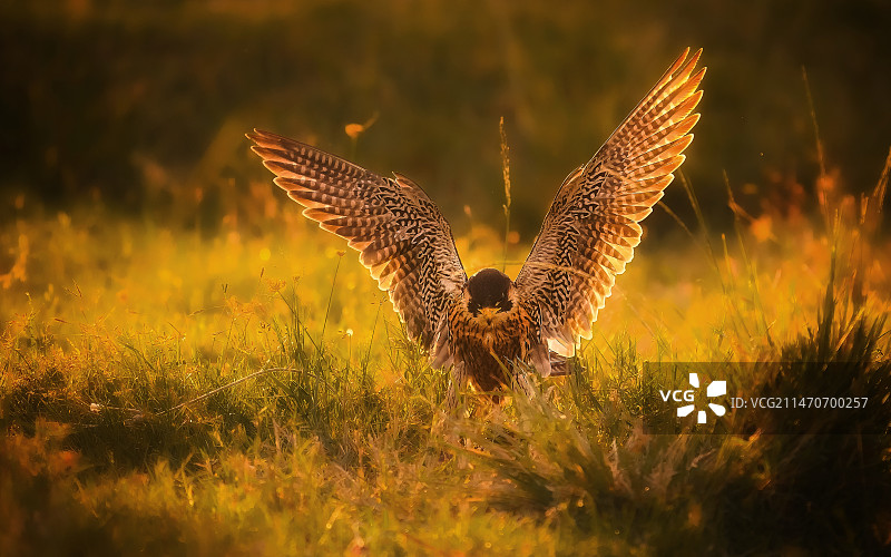 红隼亮翅图片素材