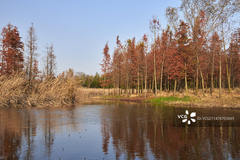 秋天湖边的树木顶着天空图片素材