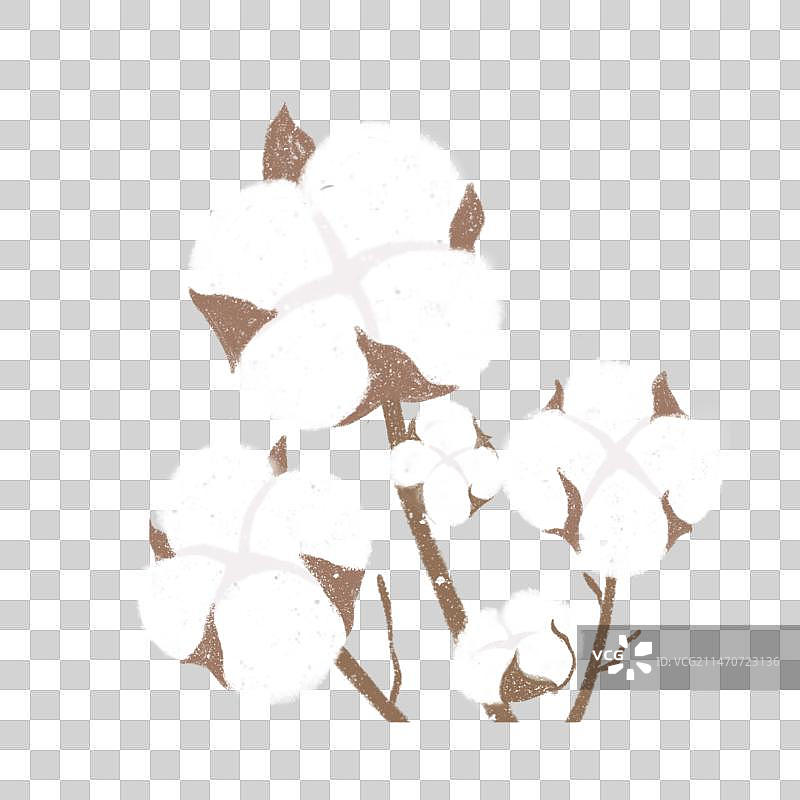农作物植物纯棉棉花图片素材