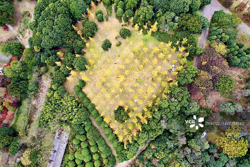 《癸卯年凤凰沟别秋》 沉风抚叶林愈静， 午光氤氲益枫情， 一季一色法天道， 兴衰盛败不由心。图片素材