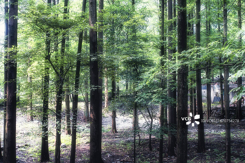森林中生长的树木图片素材
