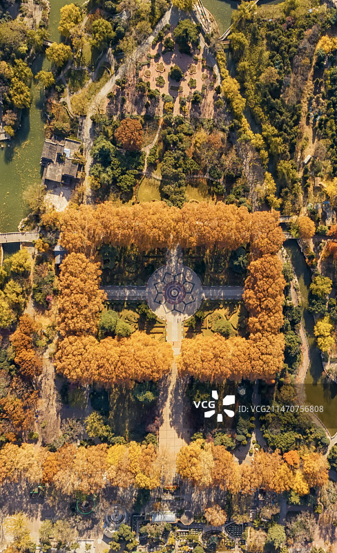郑州市人民公园秋天梧桐树图片素材