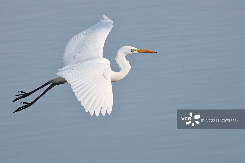 飞行中的白鹭图片素材