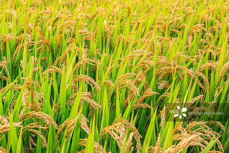 农田里成熟稻米的特写图片素材
