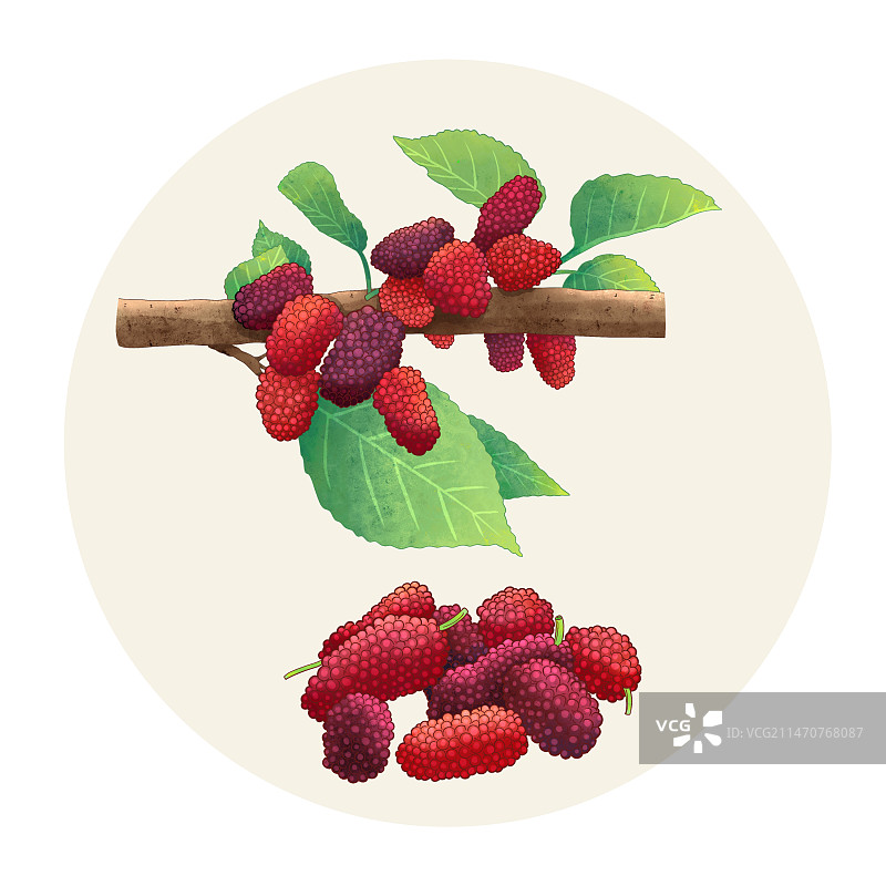 手绘水彩中药药材桑葚图片素材