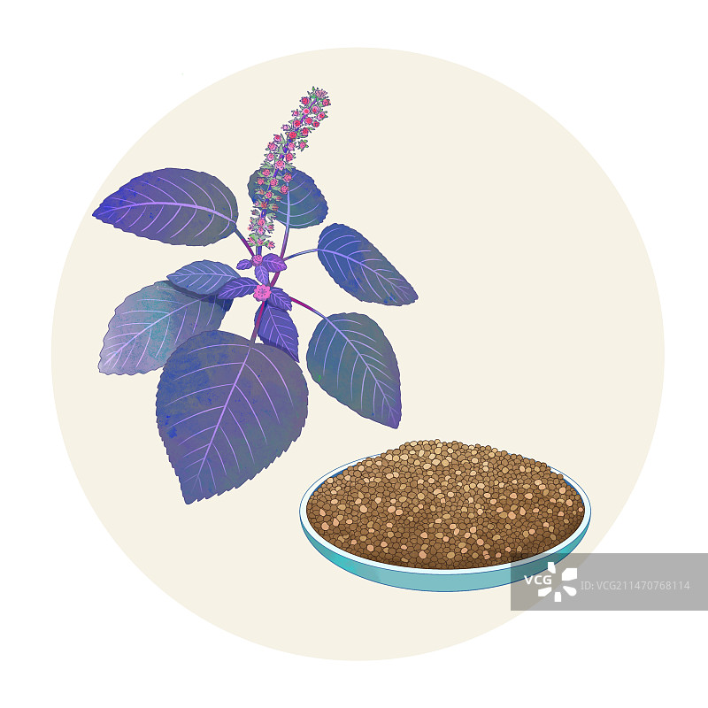 手绘水彩中药药材紫苏籽图片素材