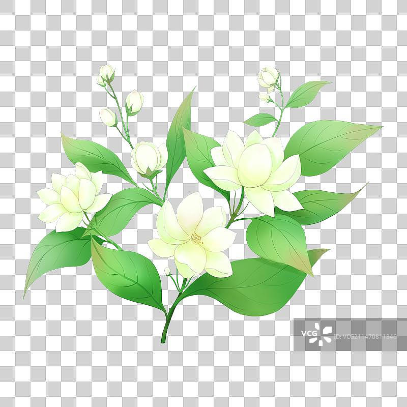 茉莉花图片素材