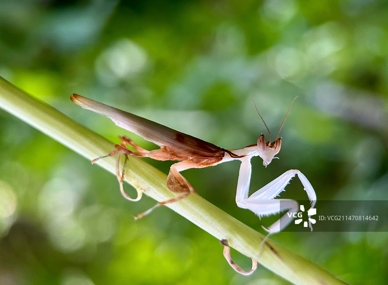 漂亮的兰花螳螂图片素材