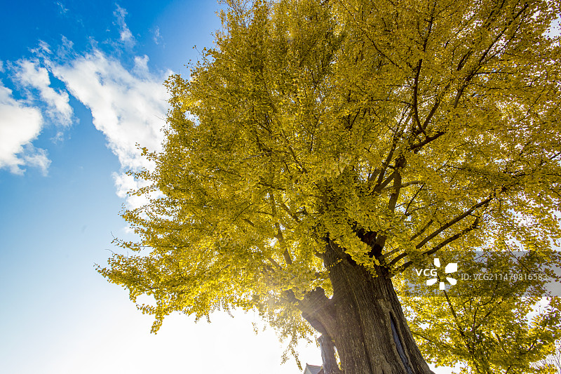 秋日银杏树图片素材