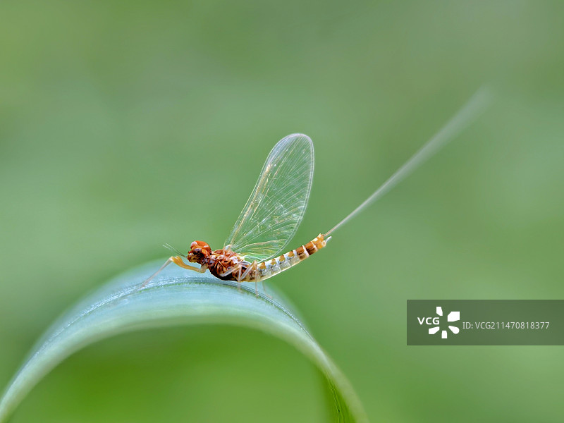 蜉蝣美姿图片素材