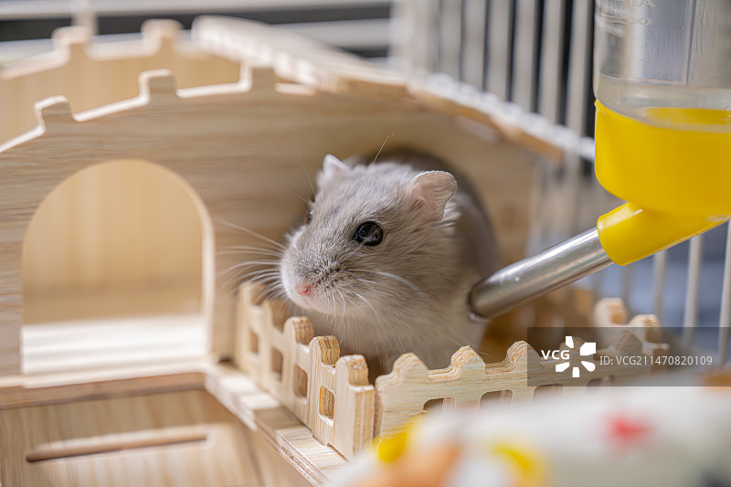 笼子里的仓鼠特写镜头图片素材