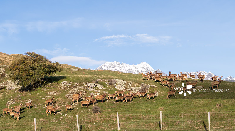 鹿群向雪山跑去图片素材
