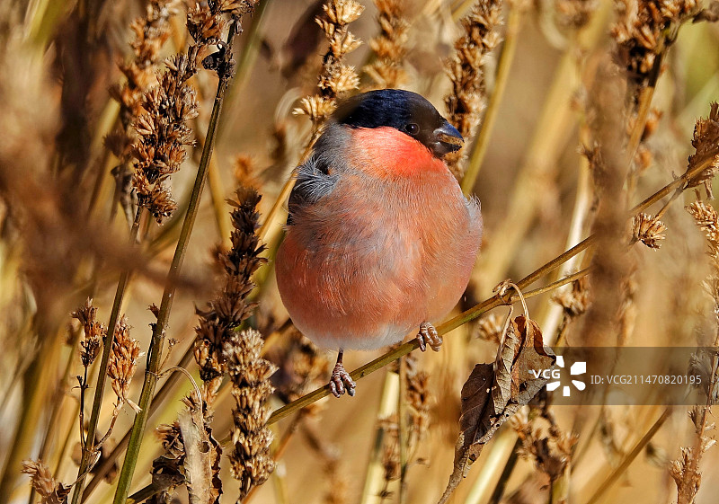 红腹灰雀图片素材