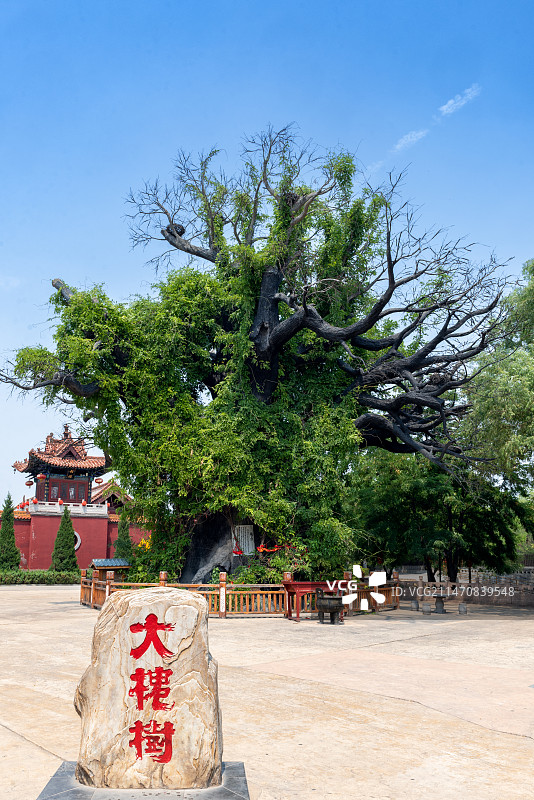 山西洪洞大槐树景区图片素材