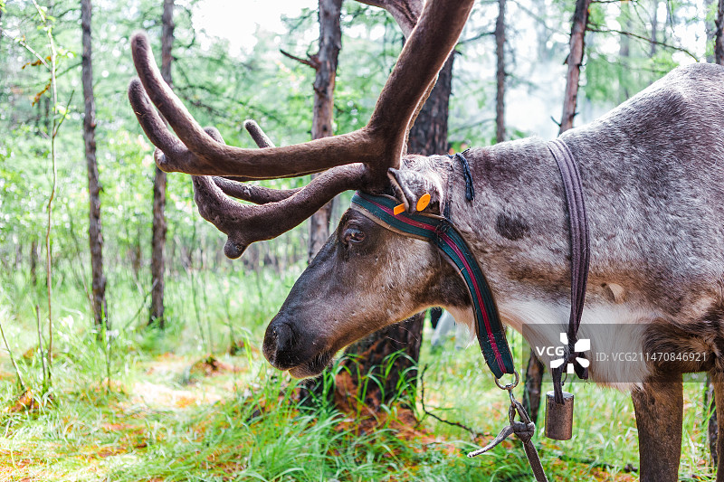 敖鲁古雅部落的驯鹿图片素材