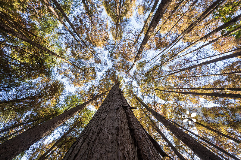 西湖曲院风荷景区红衫林秋色如画图片素材