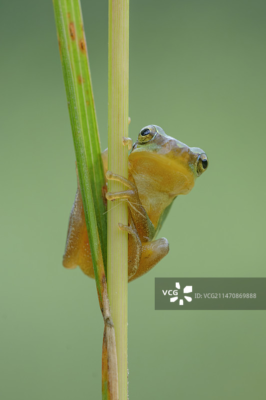 华南雨蛙图片素材