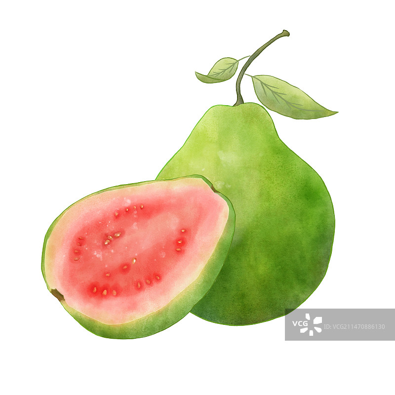 番石榴图片素材