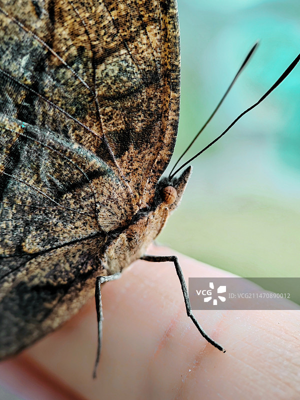 枯叶蝶头部特写图片素材