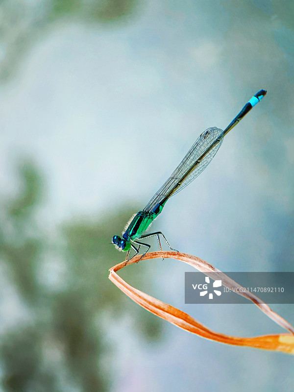 植物上昆虫特写镜头图片素材