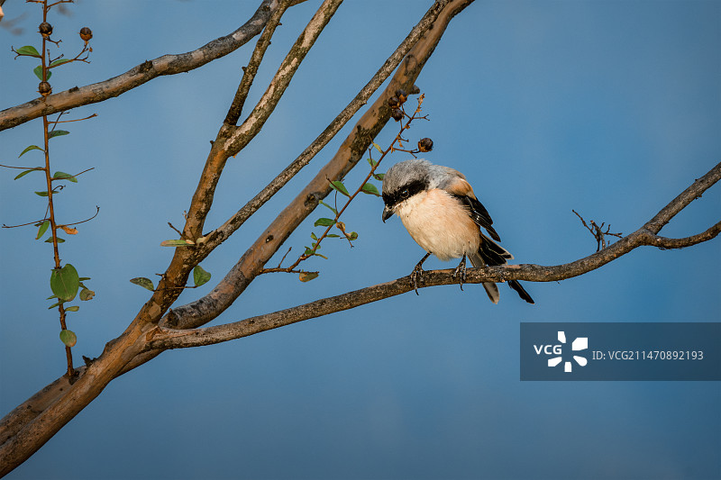 栖息在树枝上的伯劳鸟图片素材