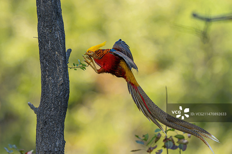 红腹锦鸡图片素材