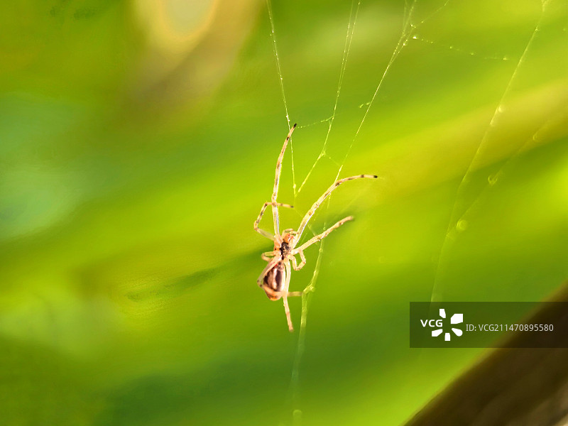 蜘蛛在网上特写镜头图片素材