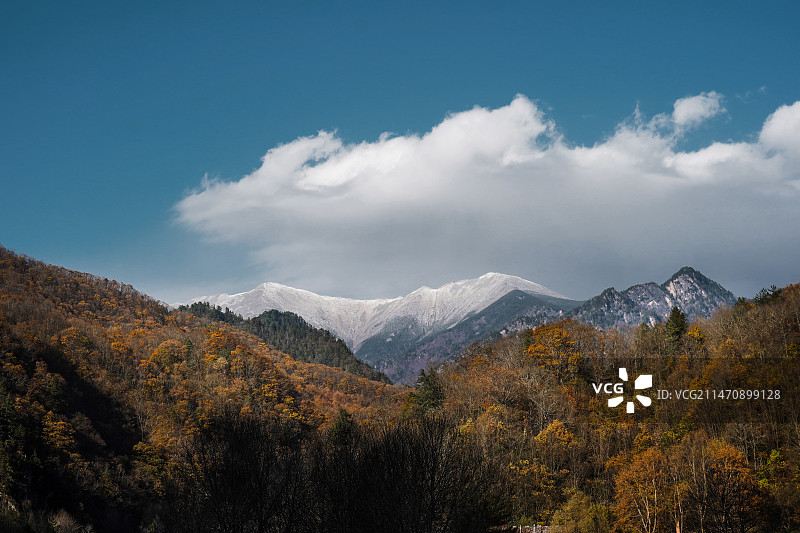 雪山 森林 太白山侧峰图片素材