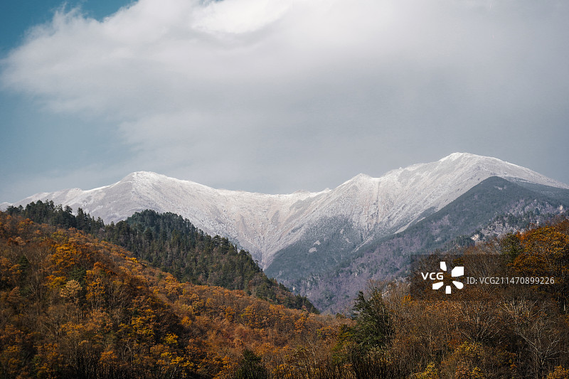 雪山 森林 太白山侧峰图片素材