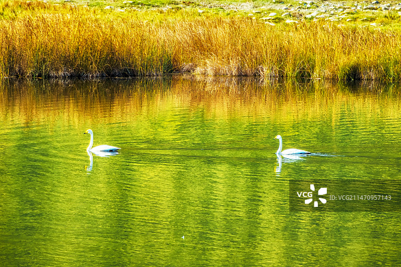 喀纳斯——天鹅图片素材