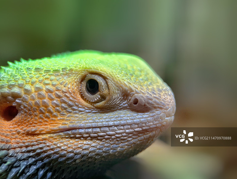 鬣蜥头部特写图片素材