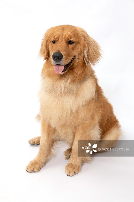 金毛寻回犬在白色背景中玩耍图片素材