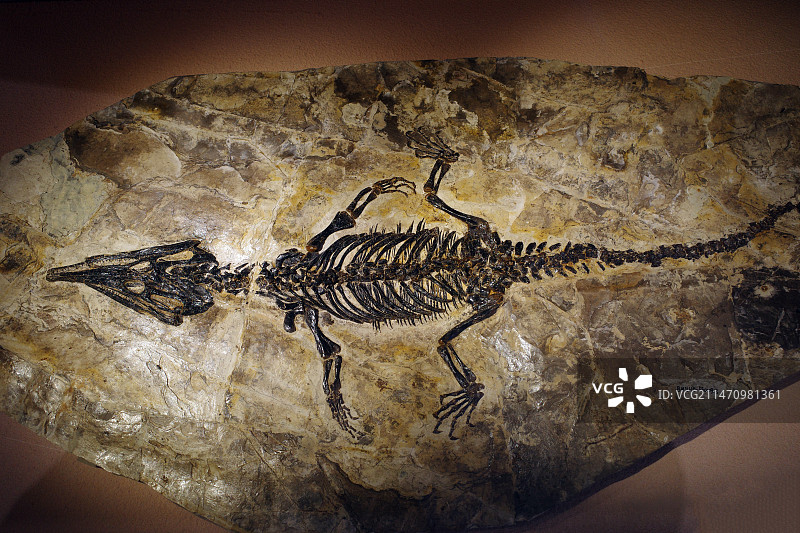 伊克昭龙化石图片素材