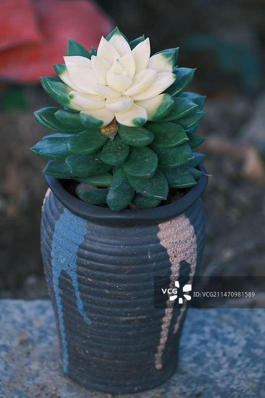 白绿相间的多肉图片素材