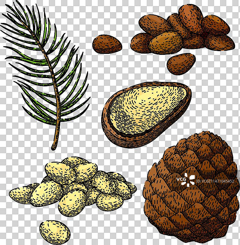 手绘松子素描图片素材