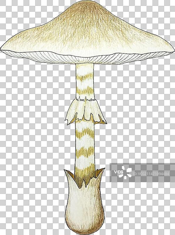 水彩铅笔画毒鹅膏菌图片素材