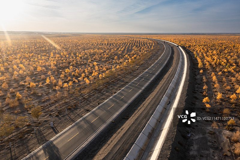 穿过金秋戈壁胡杨林道路图片素材