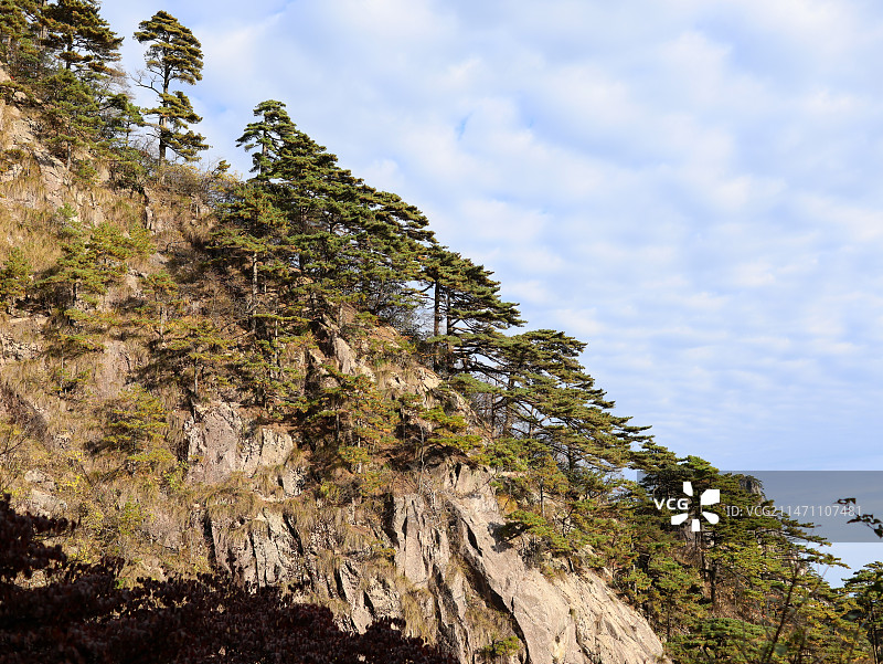 安徽省黄山风景区里的各种松树奇松日出日落树木植物图片素材