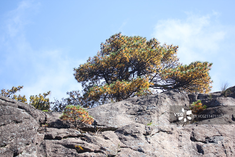 安徽省黄山风景区里的各种松树奇松日出日落树木植物图片素材